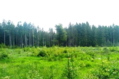 hallerstein-05